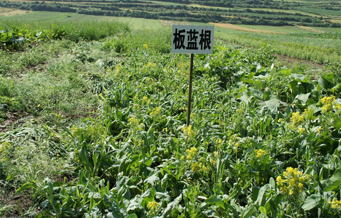 利好政策出台 中药材种植产业或迎来爆发点