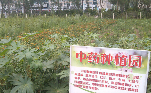 市卫生计生委赴鄂伦春旗考察调研中药材种植项目