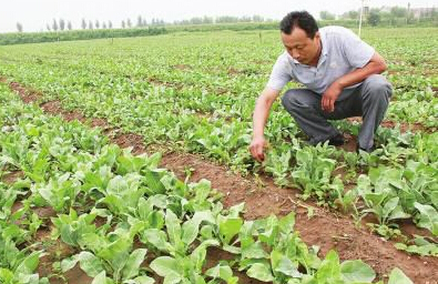 玛纳斯县广东地乡尝试种植中药材