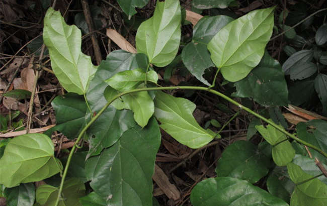 黄藤(药用植物)