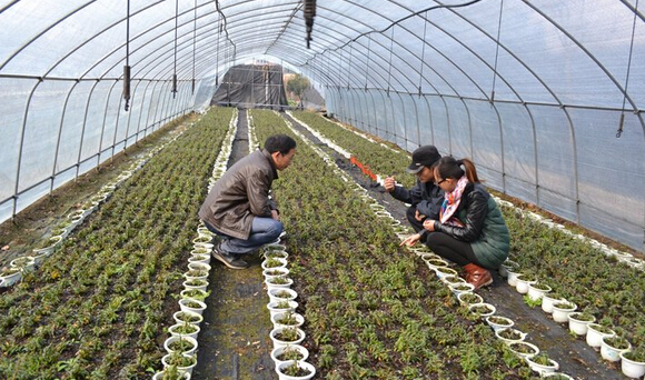 甘肃中药材种植面积和产量均居全国第一