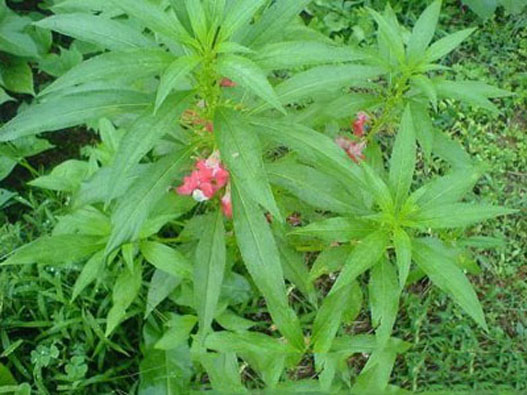 闪挫扭伤药酒——舒筋活血水