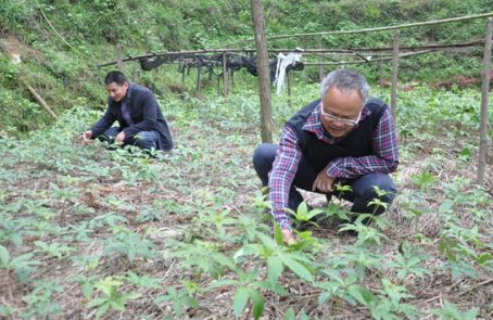 灌阳合力村民陆欢平引种中药材挖掘致富路