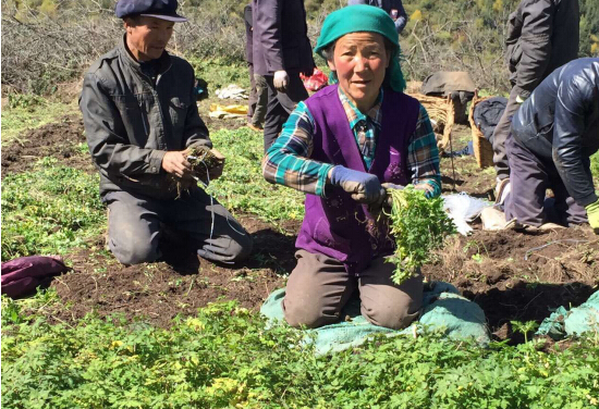 不安全中药材反“致病” 无限极中草药科学种植守护净土