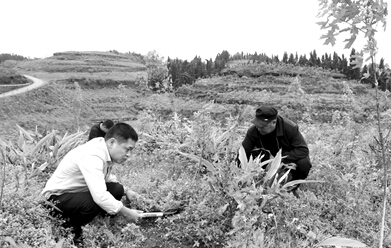 杨祖建 带领乡亲种药致富