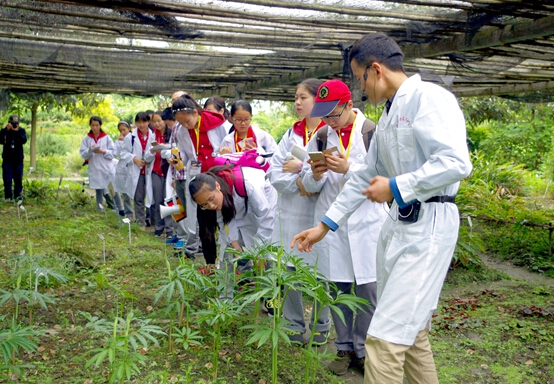 成都市泡桐树中学82名中学生进入药用植物园寻找指定中草药