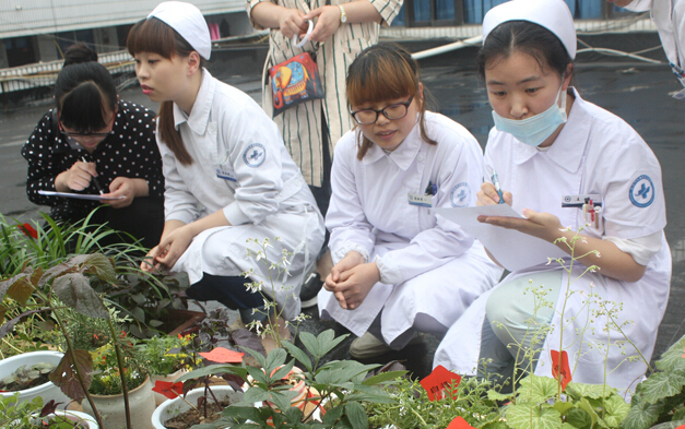 浙江省台州市中西医结合医院举行中草药盆栽评比