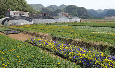 宣汉发展中药材种植帮贫困村致富