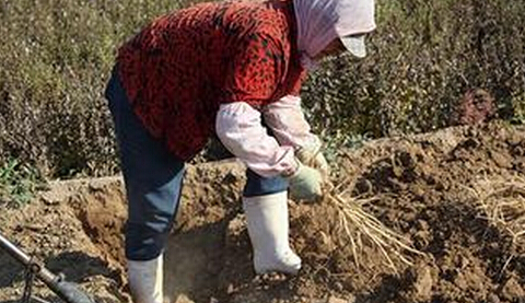 中药材种植面积及产量 甘肃去年斩获全国双第一