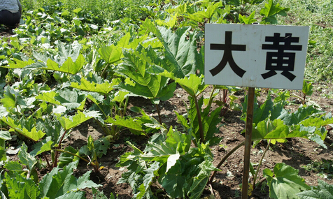 平江县： 中药材种植打开致富门