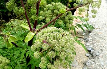 禄劝“以销定产”化解中药材种植风险