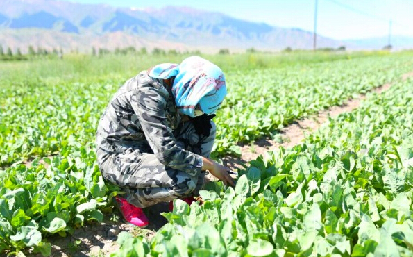 新疆哈密地区石人子乡种植中药材