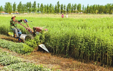 靖远县立足资源禀赋优势大力种植中药材