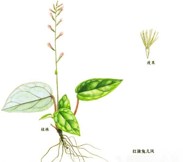石虎  