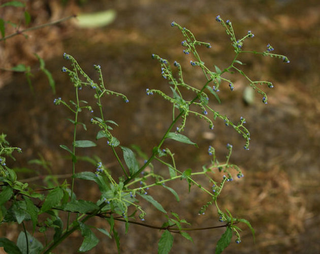 小花琉璃草