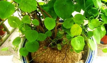 强化区域中医药服务龙头作用