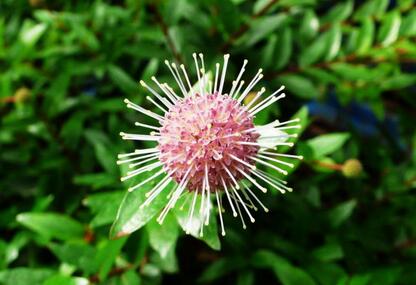 满山花开正旺盛 石头缝里种出“金药材”