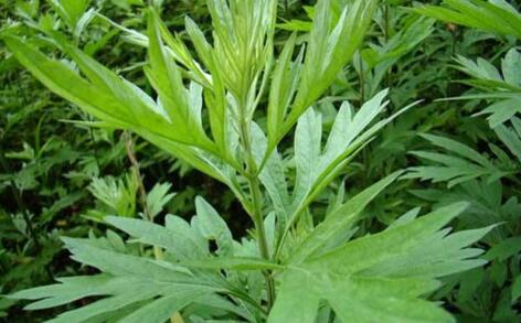 潼南国医大讲堂开讲专家谈中医急救