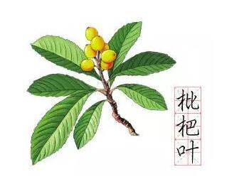 浙江衢州面向全球寻找杨继洲后裔