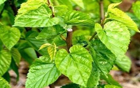 朝阳中医药工作会提出34项任务