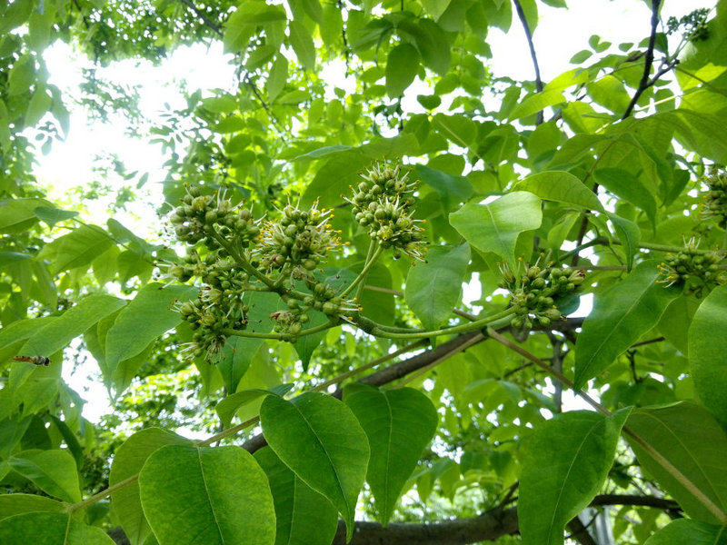黄檗(药用植物)