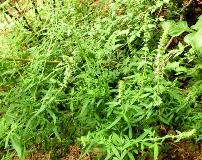 裂叶荆芥