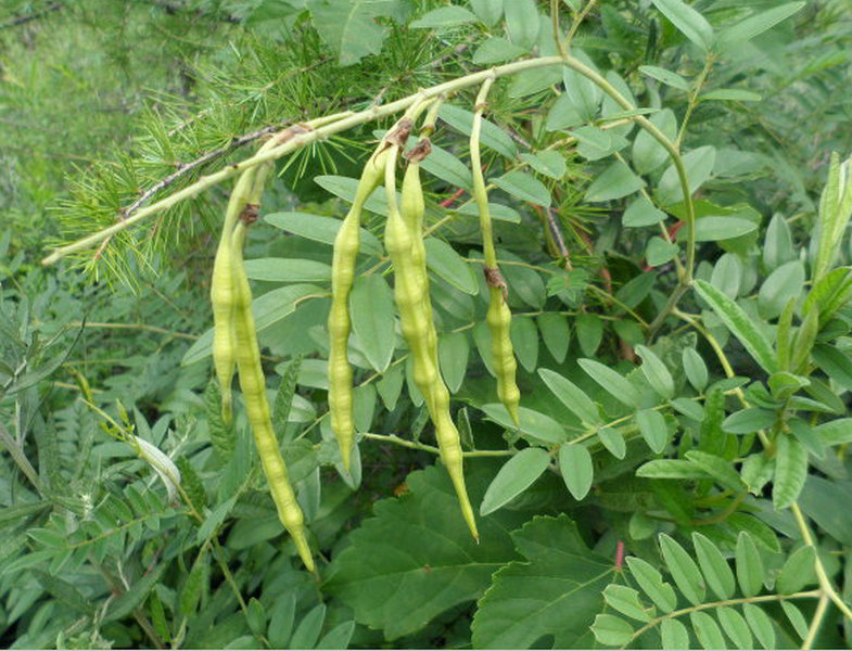 (药用植物)