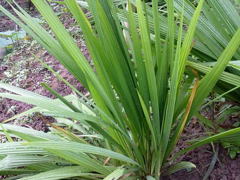 红葱(药用植物)