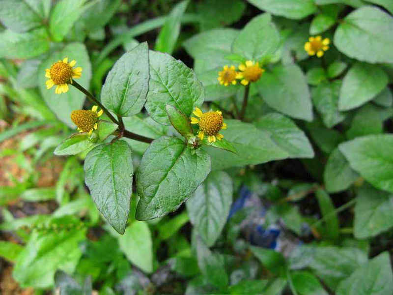 楝(药用植物)