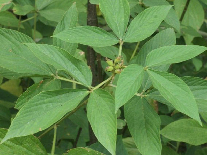 (药用植物)