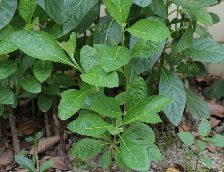 扁桃斑鸠菊
