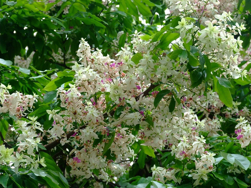 仪花(药用植物)