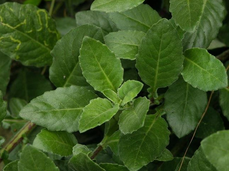(药用植物)