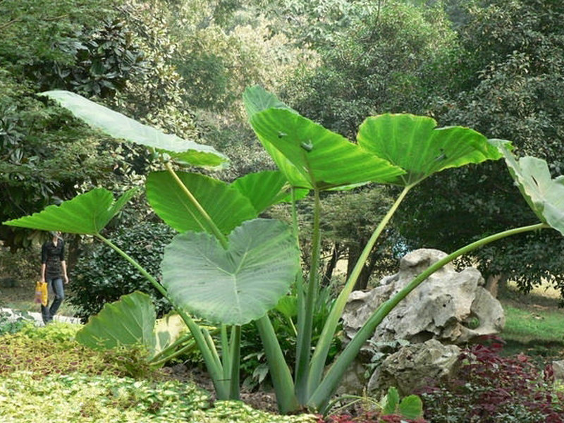 大野芋