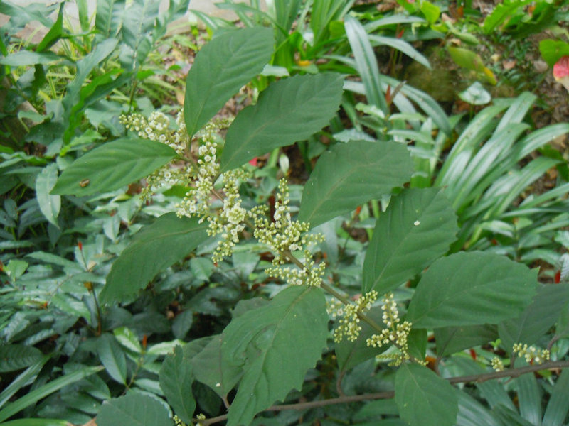 (药用植物)