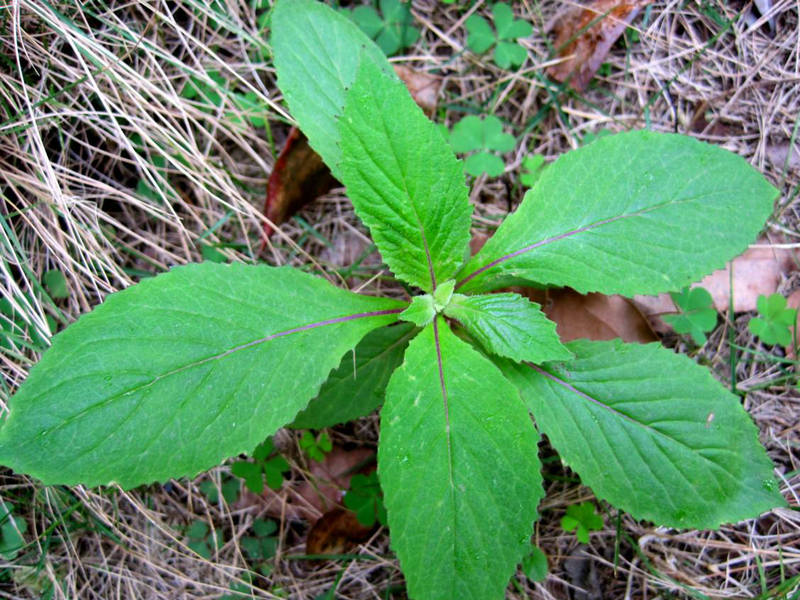 野茼蒿