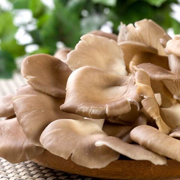 袖珍菇,别称小平菇,姬菇,属于营养高,热量低的健康食品,含有蛋白质,糖