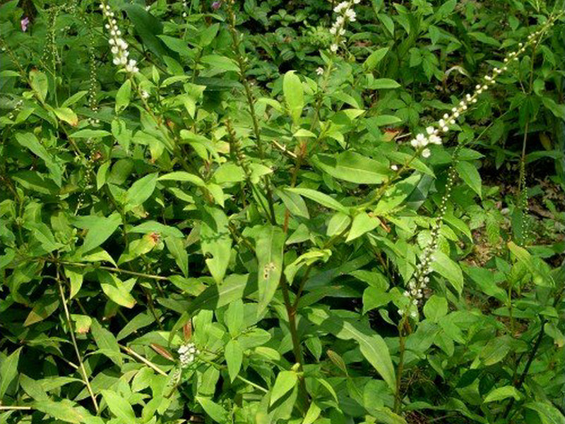 红根草(药用植物)