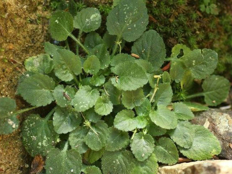 七星莲(药用植物)