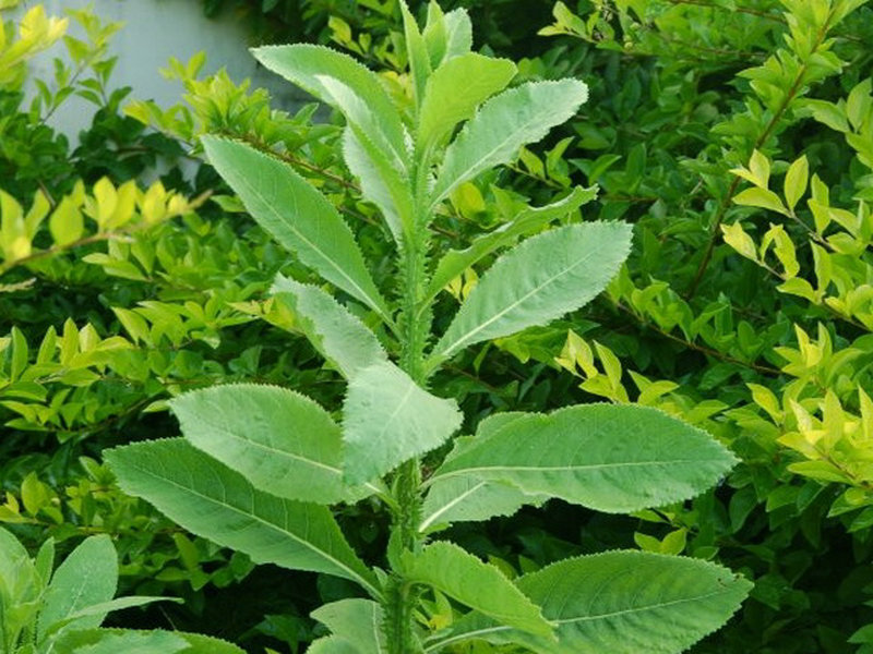 翼齿六棱菊