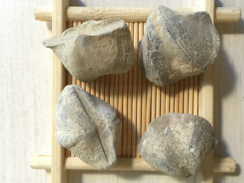 石燕别名：石燕子、大石燕、燕子石产地：山西省功效：除湿热，利小便，