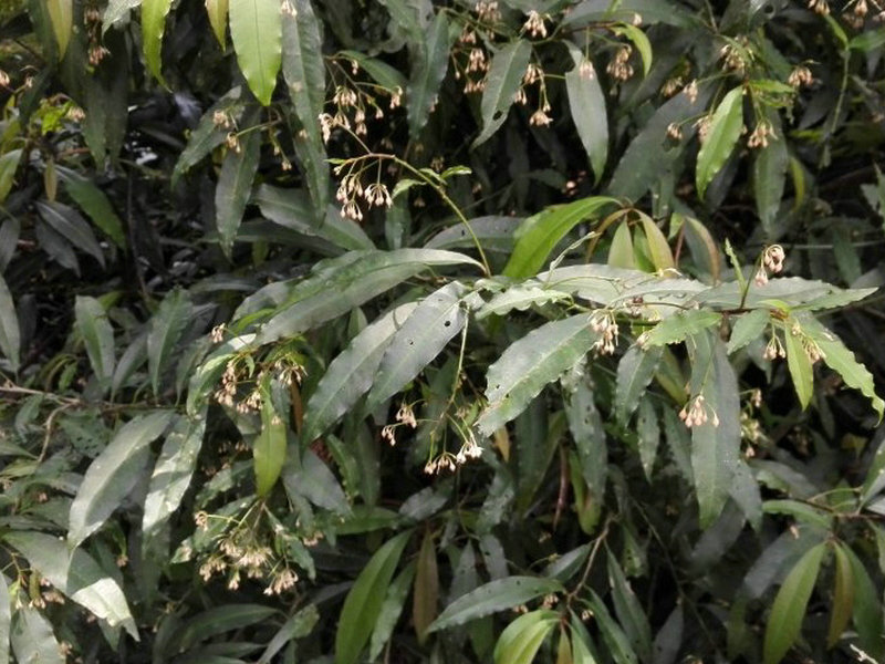 中华药典频道 药用植物库 > 正文 石虎