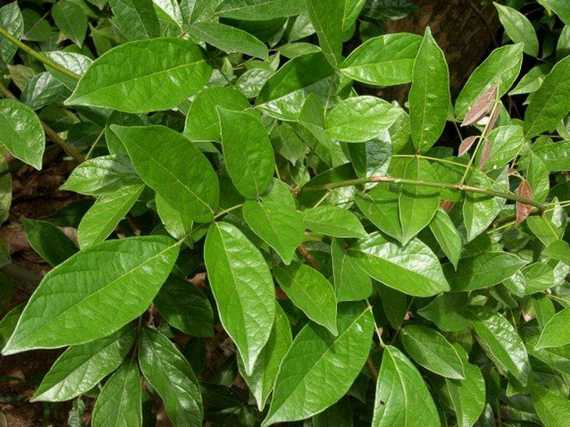 香花崖豆藤