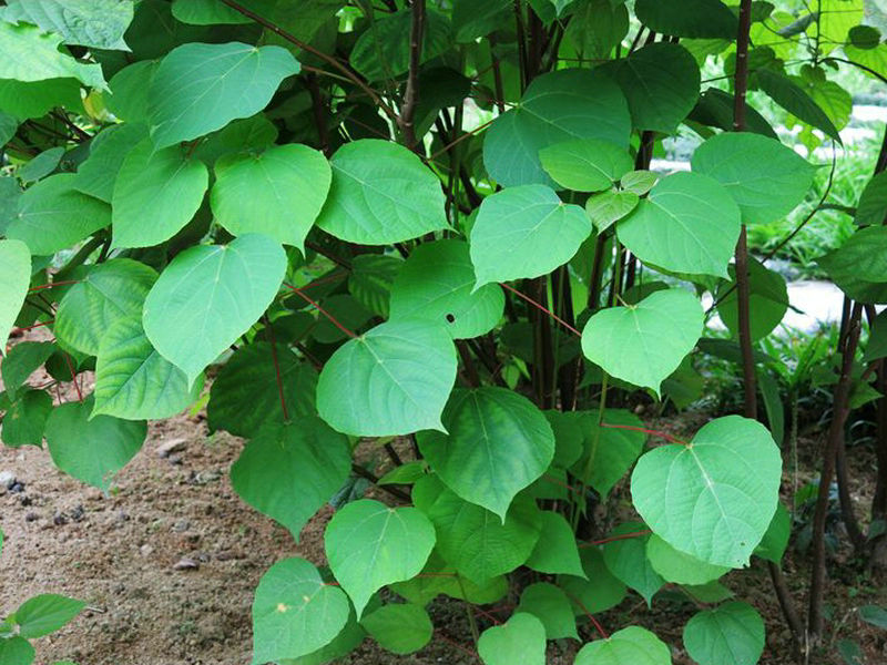 中华药典频道 药用植物库 > 正文  相关植物 生境分布生境分布 药用