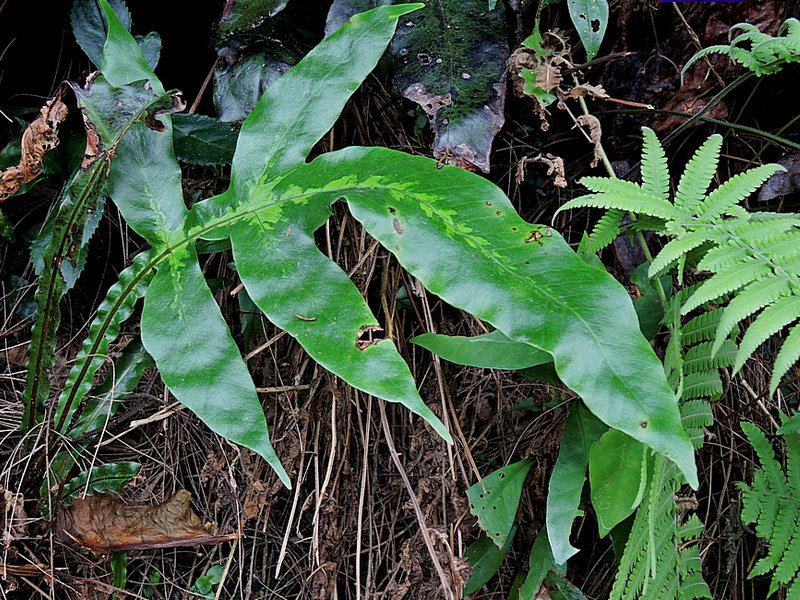 牛白藤(药用植物)