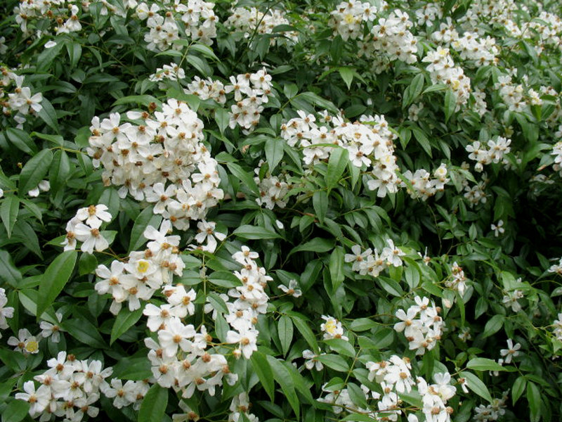 小果蔷薇