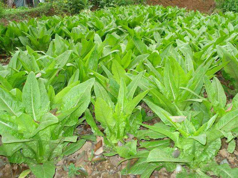 (药用植物)