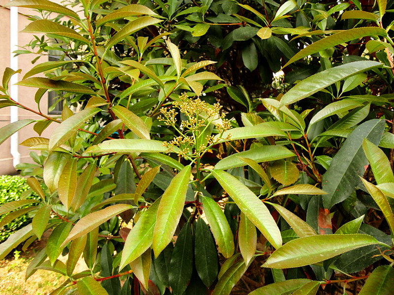 石楠(药用植物)