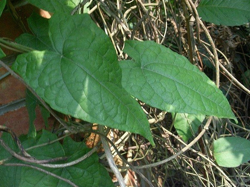 青牛胆(药用植物)