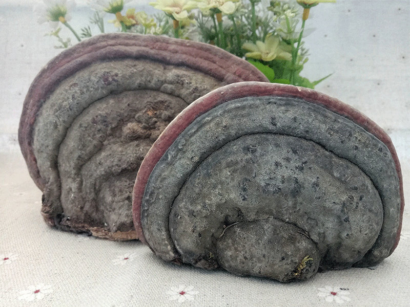 红缘层孔菌